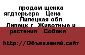продам щенка ягдтерьера › Цена ­ 6 000 - Липецкая обл., Липецк г. Животные и растения » Собаки   